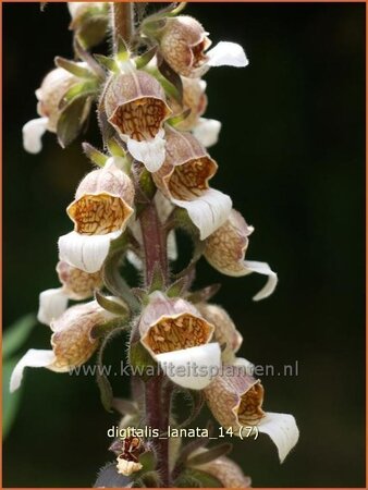 Digitalis lanata