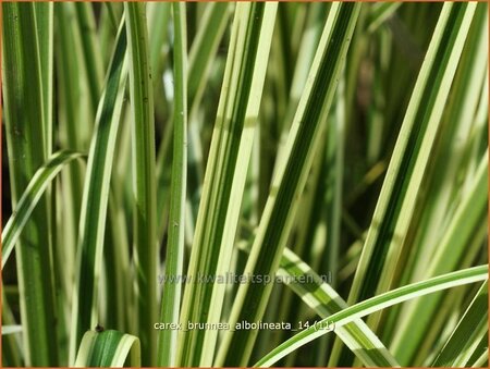 Carex brunnea &#39;Albolineata&#39;