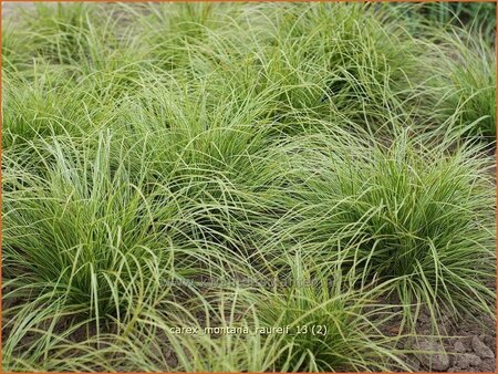 Carex montana 'Raureif'