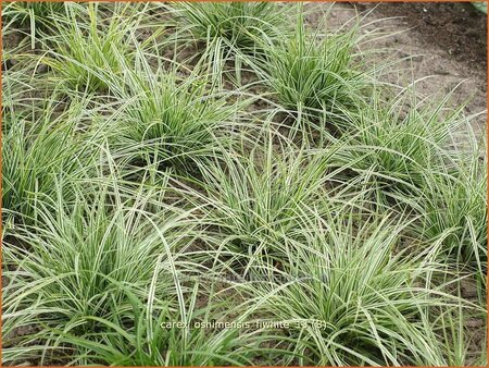 Carex oshimensis &#39;Everest&#39;