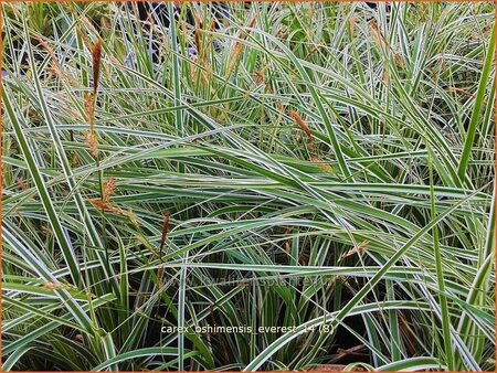 Carex oshimensis &#39;Everest&#39;
