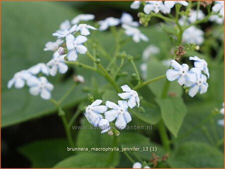 Brunnera macrophylla &#39;Jennifer&#39;