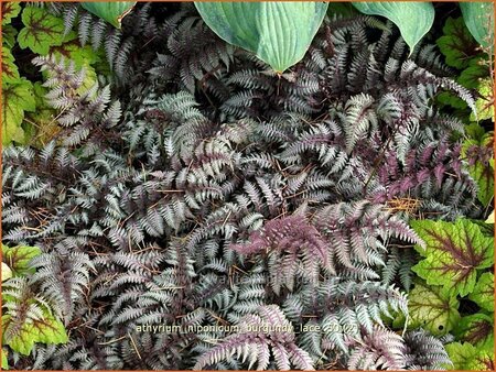 Athyrium niponicum &#39;Burgundy Lace&#39;