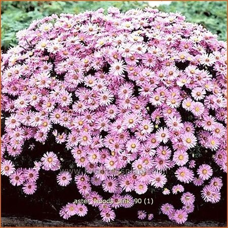Aster &#39;Wood&#39;s Pink&#39;