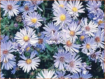 Aster &#39;Wood&#39;s Light Blue&#39;