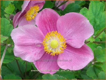 Anemone hybrida &#39;Bowles Pink&#39;