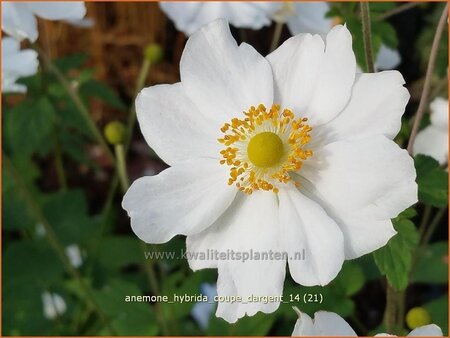 Anemone hybrida &#39;Coupe d&#39;Argent&#39;