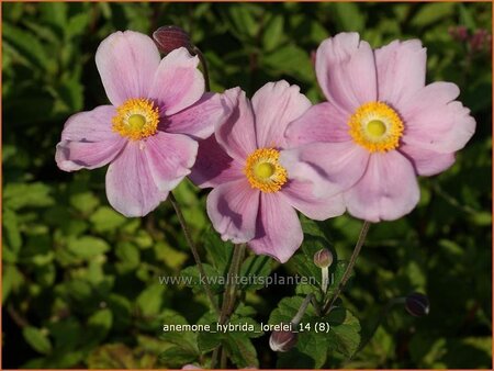 Anemone hybrida &#39;Lorelei&#39;