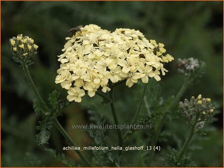 Achillea millefolium &#39;Hella Glashoff&#39;