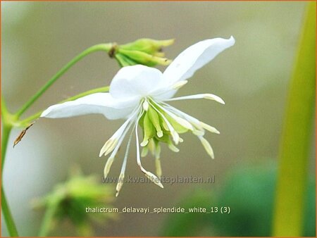 Thalictrum delavayi &#39;Splendide White&#39;