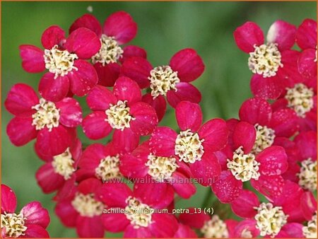 Achillea millefolium &#39;Petra&#39;