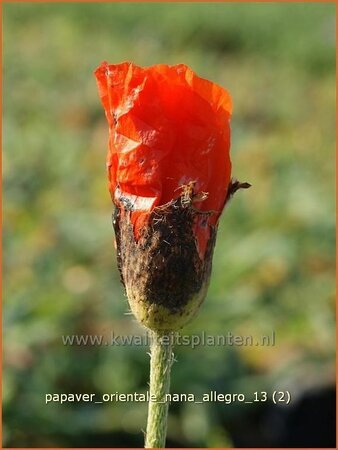 Papaver orientale &#39;Nana Allegro&#39;