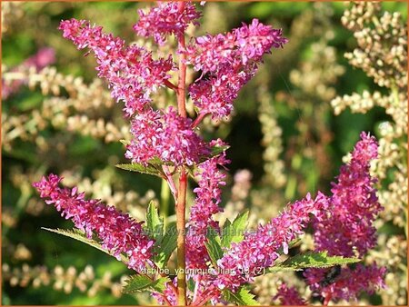 Astilbe 'Younique Lilac'
