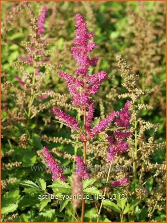 Astilbe 'Younique Lilac'