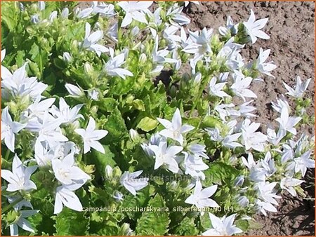 Campanula poscharskyana &#39;Silberregen&#39;