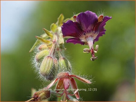 Geranium phaeum &#39;Golden Spring&#39;