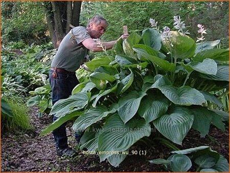 Hosta &#39;Empress Wu&#39;