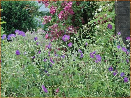 Geranium 'Spinners'