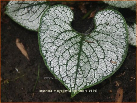 Brunnera macrophylla &#39;Sea Heart&#39;