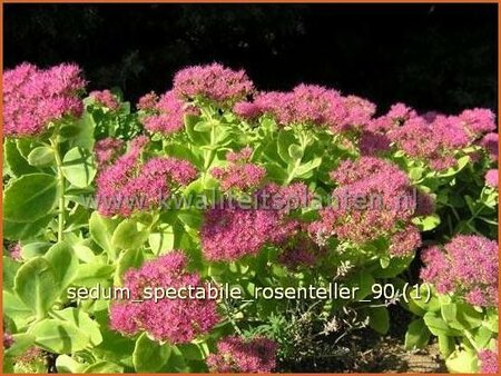 Sedum spectabile &#39;Rosenteller&#39;