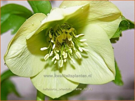 Helleborus orientalis &#39;Creme&#39;