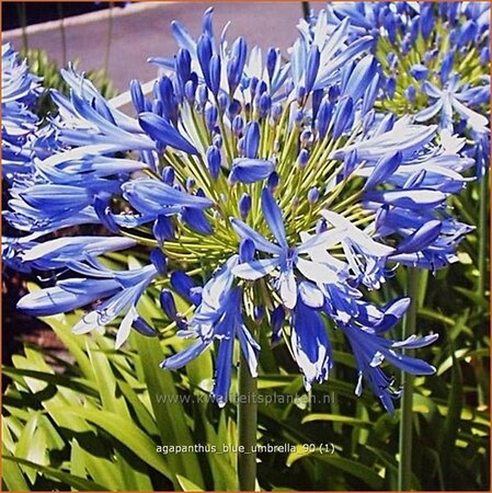 Agapanthus &#39;Blue Umbrella&#39;