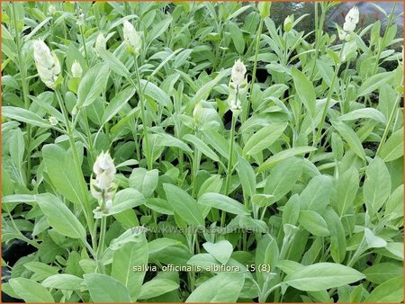 Salvia officinalis &#39;Albiflora&#39;