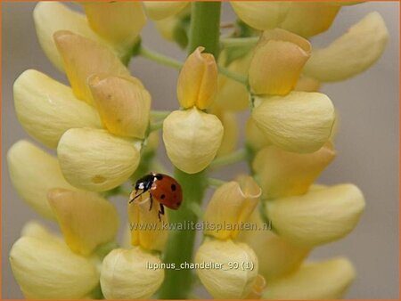 Lupinus 'Chandelier'
