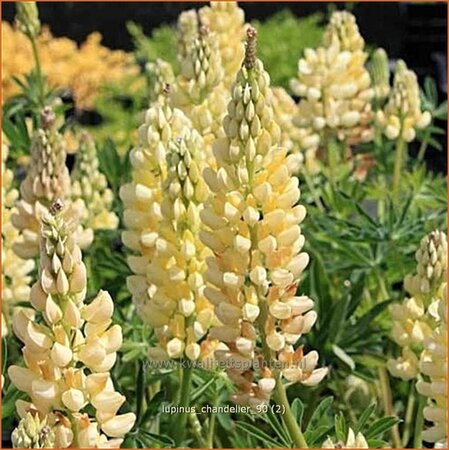 Lupinus 'Chandelier'