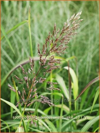 Spodiopogon sibiricus &#39;West Lake&#39;
