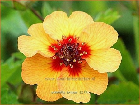 Potentilla tonguei