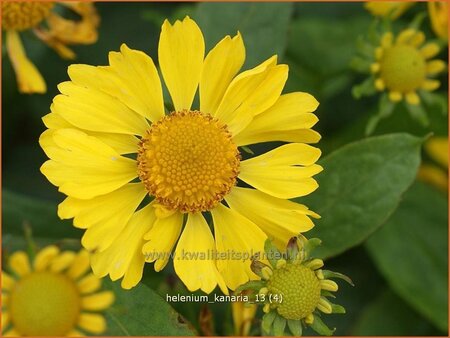 Helenium 'Kanaria'