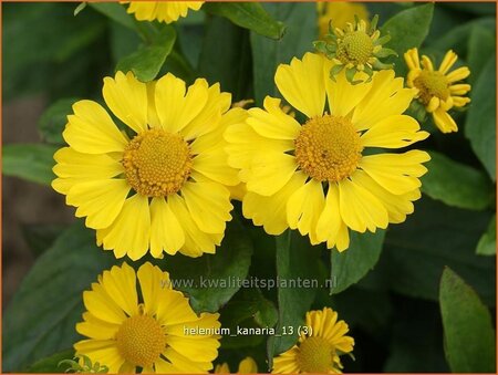 Helenium &#39;Kanaria&#39;