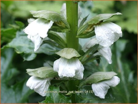 Acanthus mollis &#39;Rue Ledan&#39;