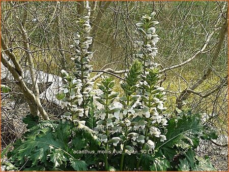 Acanthus mollis &#39;Rue Ledan&#39;