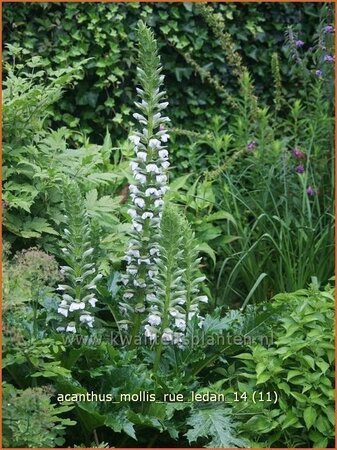 Acanthus mollis &#39;Rue Ledan&#39;