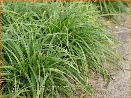 Carex oshimensis &#39;Green Wonder&#39;