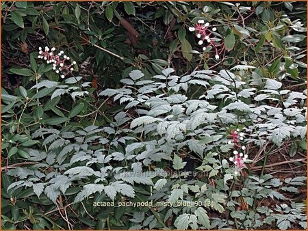 Actaea pachypoda &#39;Misty Blue&#39;