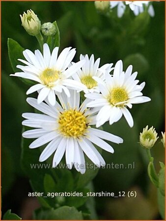 Aster ageratoides &#39;Starshine&#39;