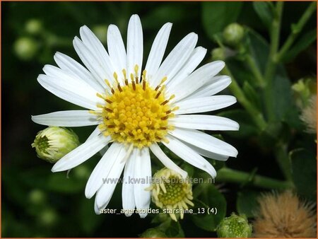 Aster ageratoides &#39;Starshine&#39;