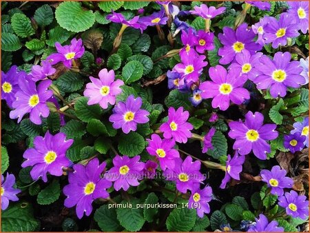 Primula &#39;Purpurkissen&#39;