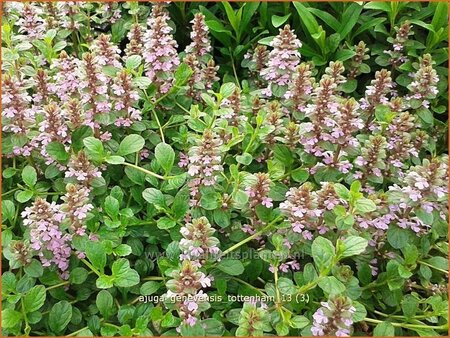 Ajuga genevensis 'Tottenham'