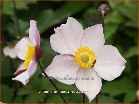 Anemone tomentosa &#39;Robustissima&#39;