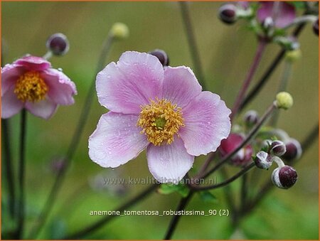 Anemone tomentosa &#39;Robustissima&#39;