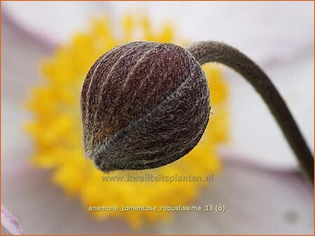 Anemone tomentosa &#39;Robustissima&#39;