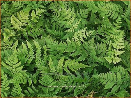 Dryopteris carthusiana