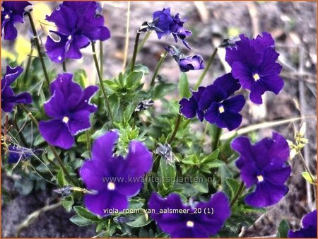 Viola cornuta &#39;Roem van Aalsmeer&#39;