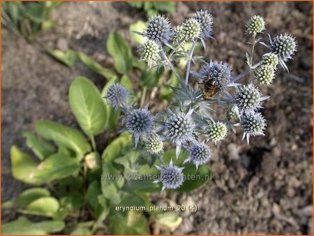 Eryngium planum