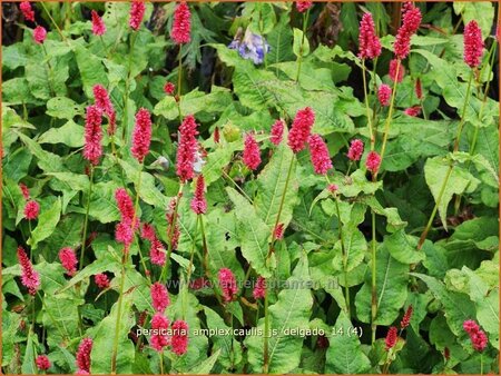 Persicaria amplexicaulis &#39;JS Delgado&#39;