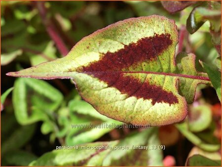 Persicaria microcephala &#39;Purple Fantasy&#39;